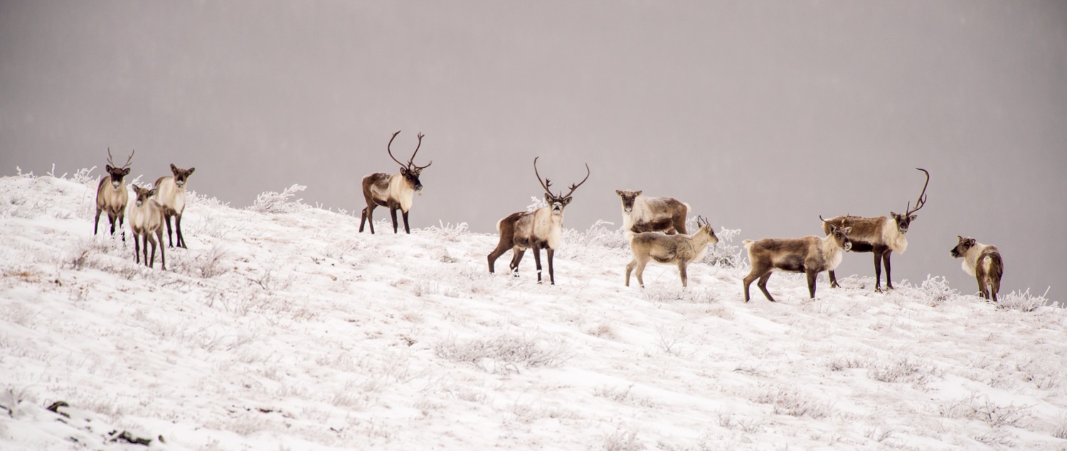 PCMB-1002-lands-caribou-winter-img